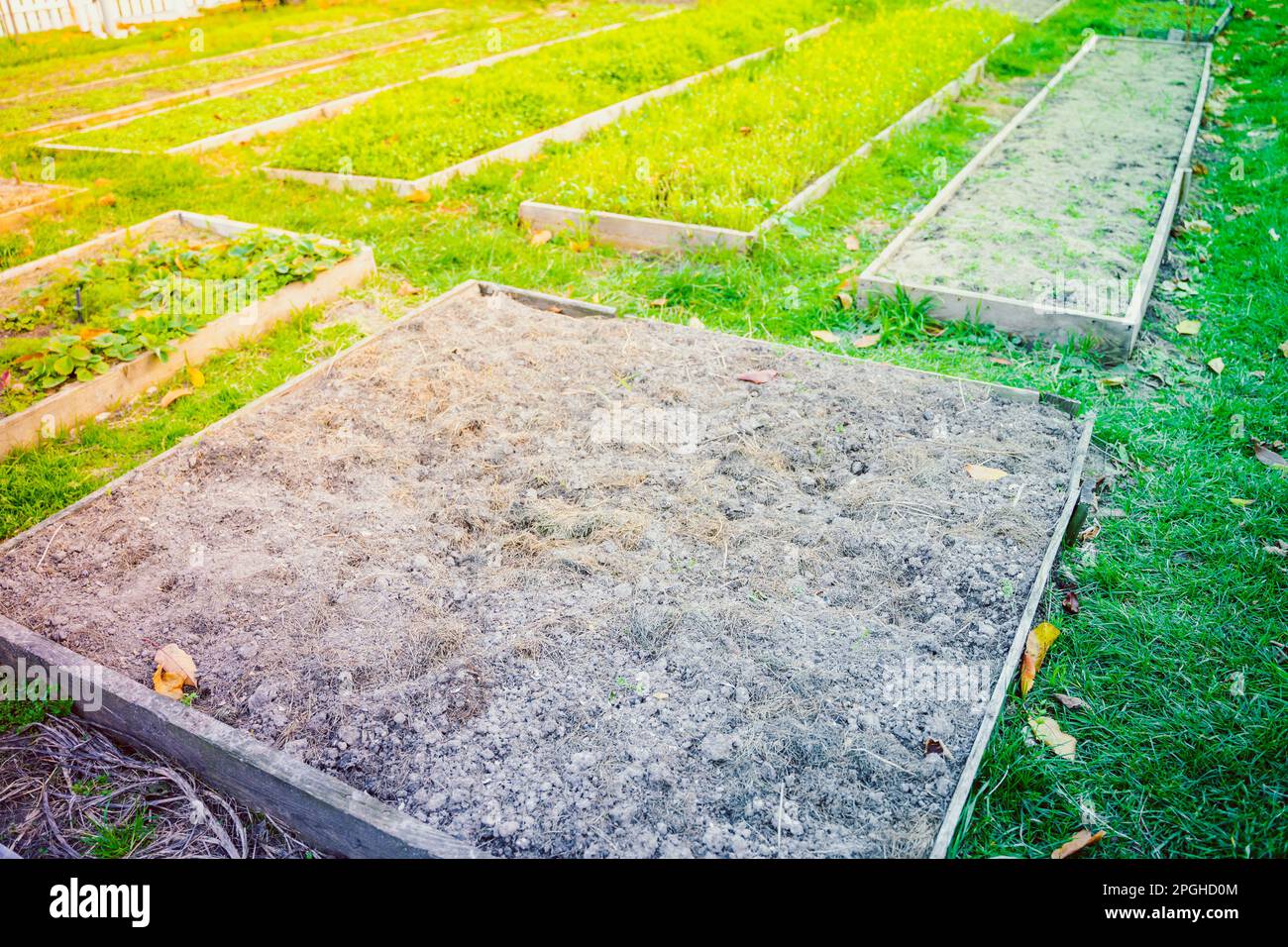 Letto quadrato da giardino con pacciame senza piante primo piano. Preparazione di suolo per piantare. Progettazione di gestione del giardino. Sera con luce del tramonto su un Foto Stock