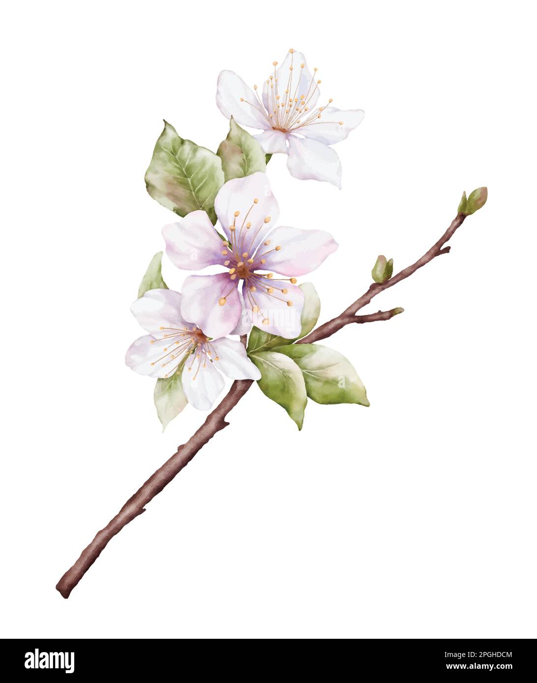 Acquerello fiori di ciliegio rosa chiaro fioriscono sui rami. Fiore di ciliegio e foglie ramificazione bouquet vettore isolato su sfondo bianco. Adatto Illustrazione Vettoriale