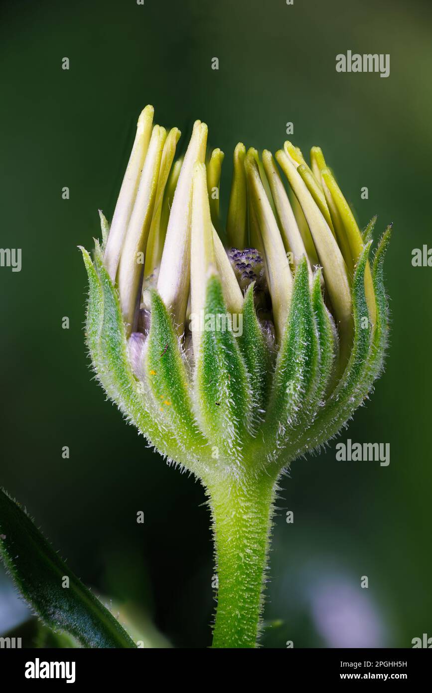 Macro fotografia di un fiore di dahlia Foto Stock