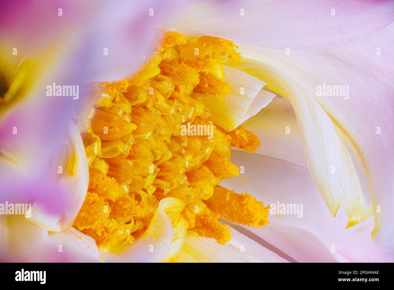 Macro fotografia di un fiore di dahlia Foto Stock