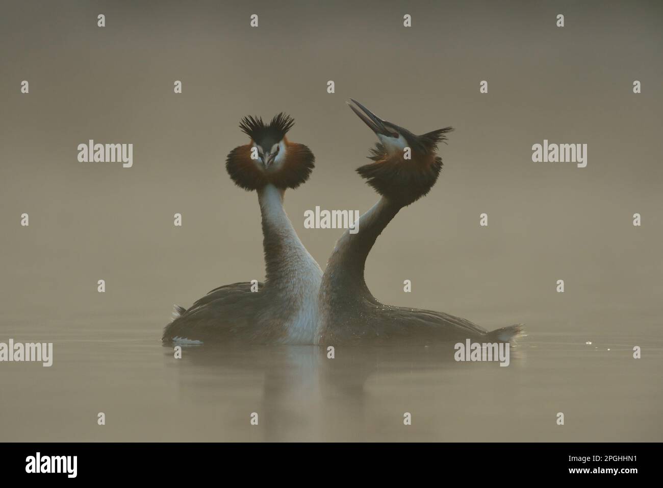 corteggiamento... Great Crested Grebes, coppia alla danza di nozze Foto Stock