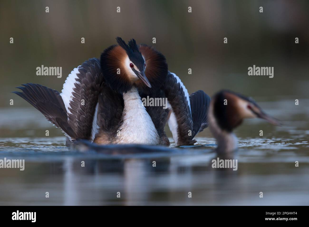 la parte più bella del corteggiamento... Grande Crested Grebe, maschio corte la femmina con la posa del gatto, con le ali sollevate lateralmente. Foto Stock
