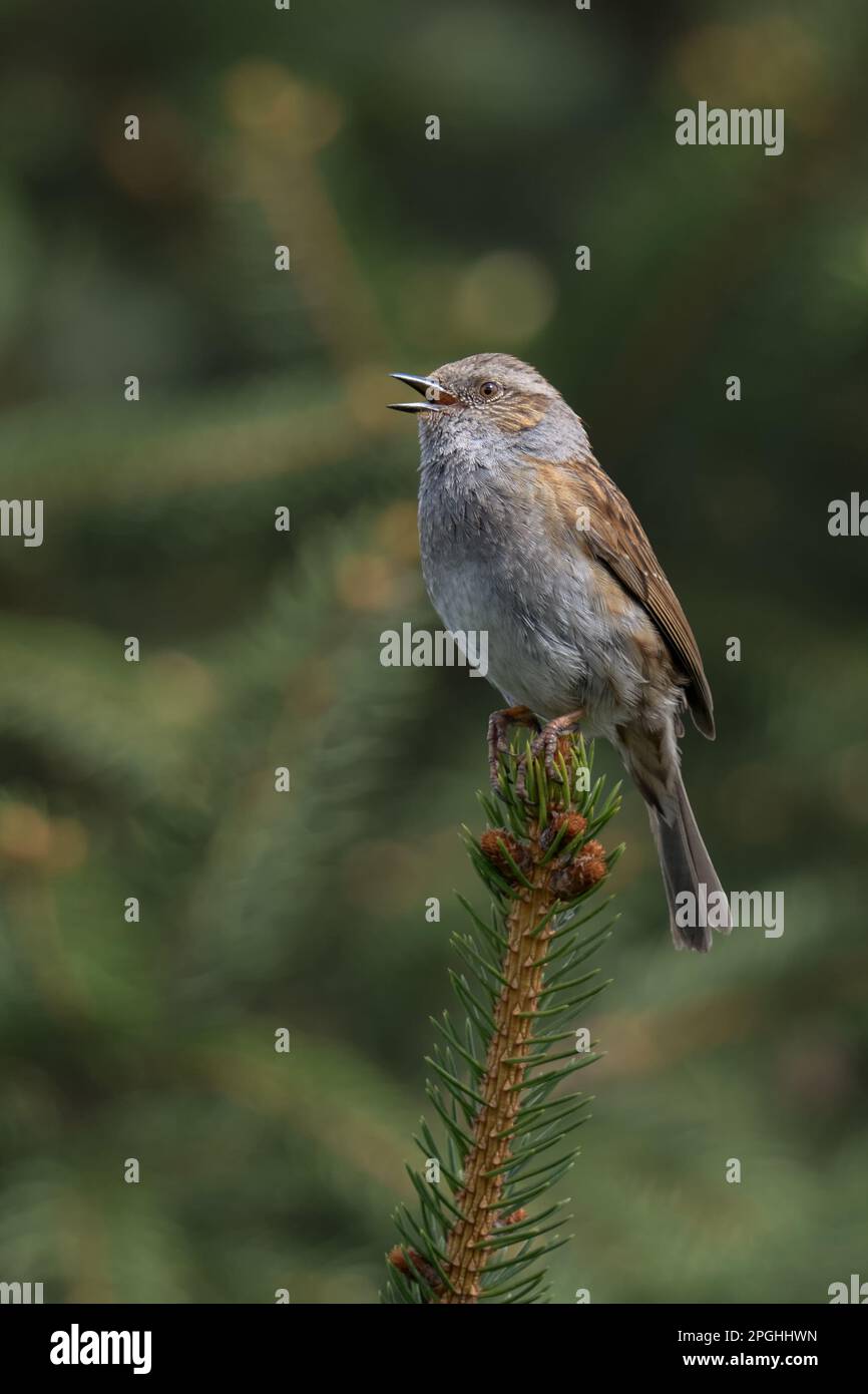 canzone degli uccelli... Dunnock in primavera, cantando in alto su una cima di pino. Foto Stock