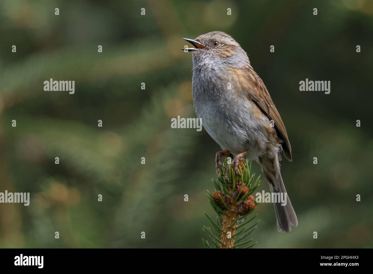 canzone degli uccelli... Dunnock in primavera, cantando in alto su una cima di pino. Foto Stock
