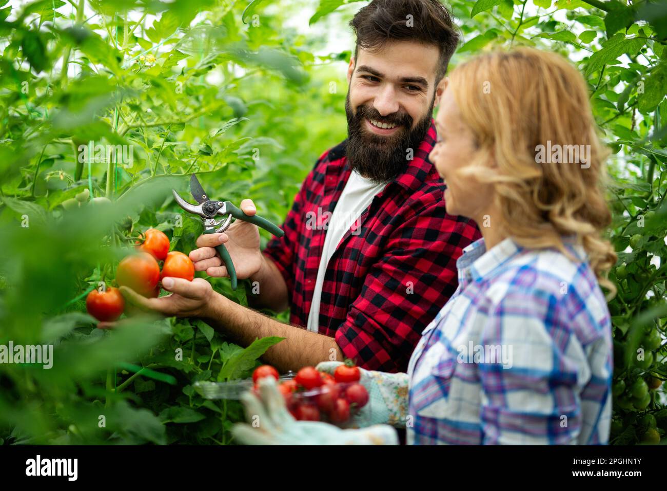 Il team amichevole raccoglie verdure fresche dal giardino serra sul tetto Foto Stock