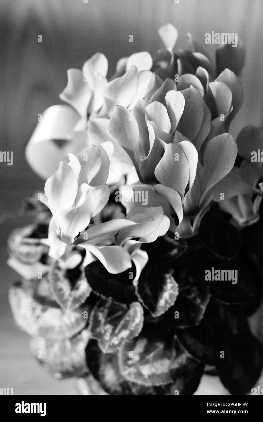 Un colpo in scala di grigi di un vaso di fiori su un tavolo Foto Stock