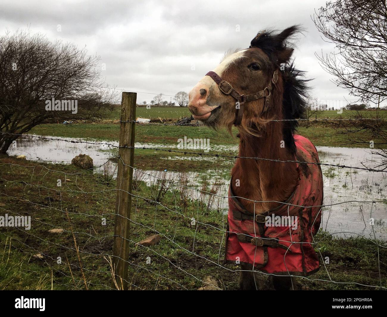 immagine a colori di un cavallo con la lingua fuori Foto Stock