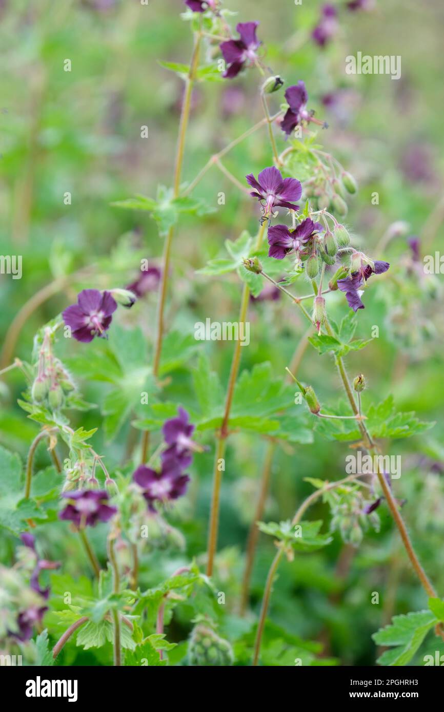 Phaeum geranio, Phaeum geranio lutto vedova, perenne, profondo marrone, fiori quasi neri Foto Stock