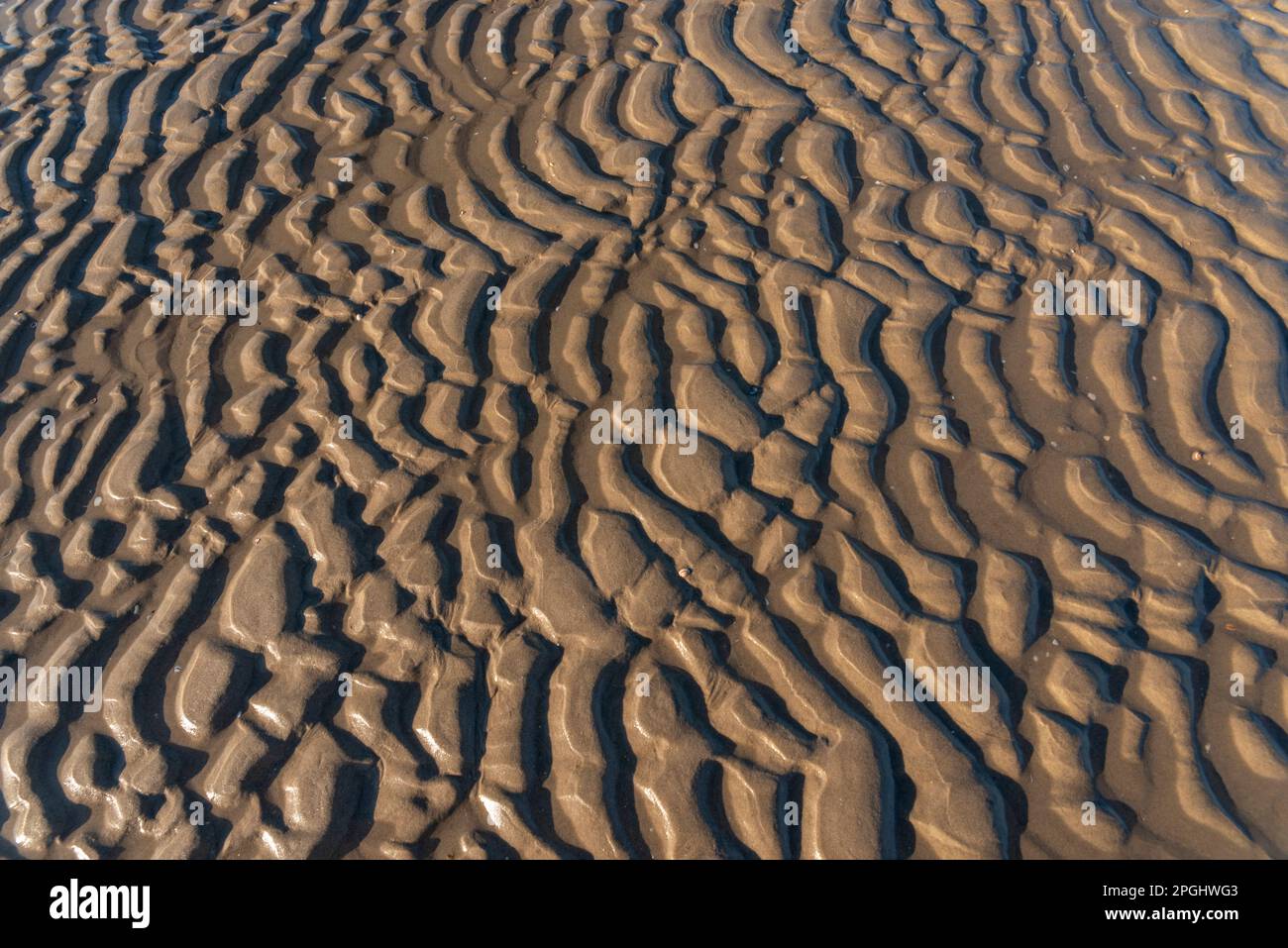 Increspature sulla costa olandese del Mare del Nord. Struttura ondulata nella sabbia a bassa marea Foto Stock
