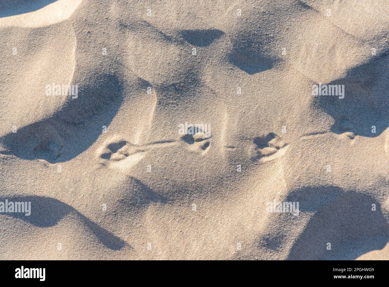 Tracce di un gabbiano nella sabbia. Costa olandese del Mare del Nord Foto Stock