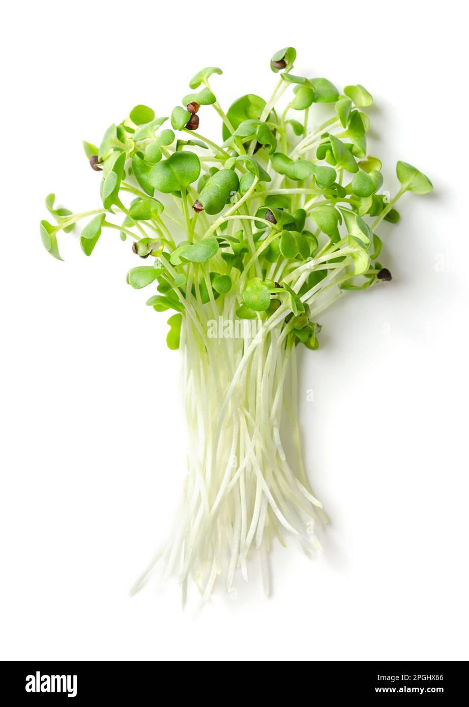 Mazzo di microgreens freschi di senape nera, dall'alto. Foglie giovani, giovani pianta e germogli di Brassica nigra. Erba commestibile, una decorazione sana e speziata. Foto Stock