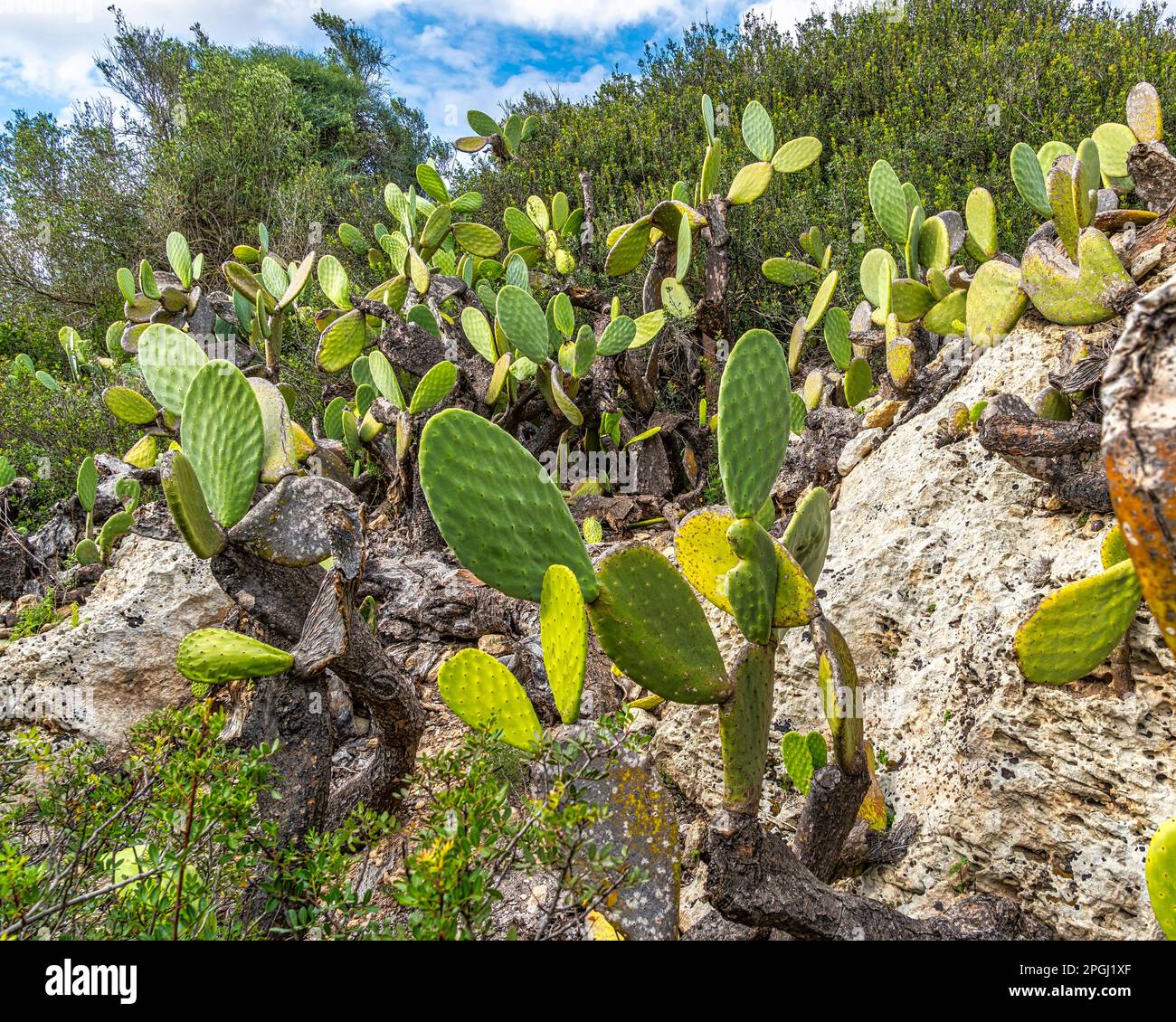 Vegetazione mediterranea con lecci e pere nella riserva naturale di Vendicari. Riserva naturale orientata di Vendicari, Sicilia Foto Stock