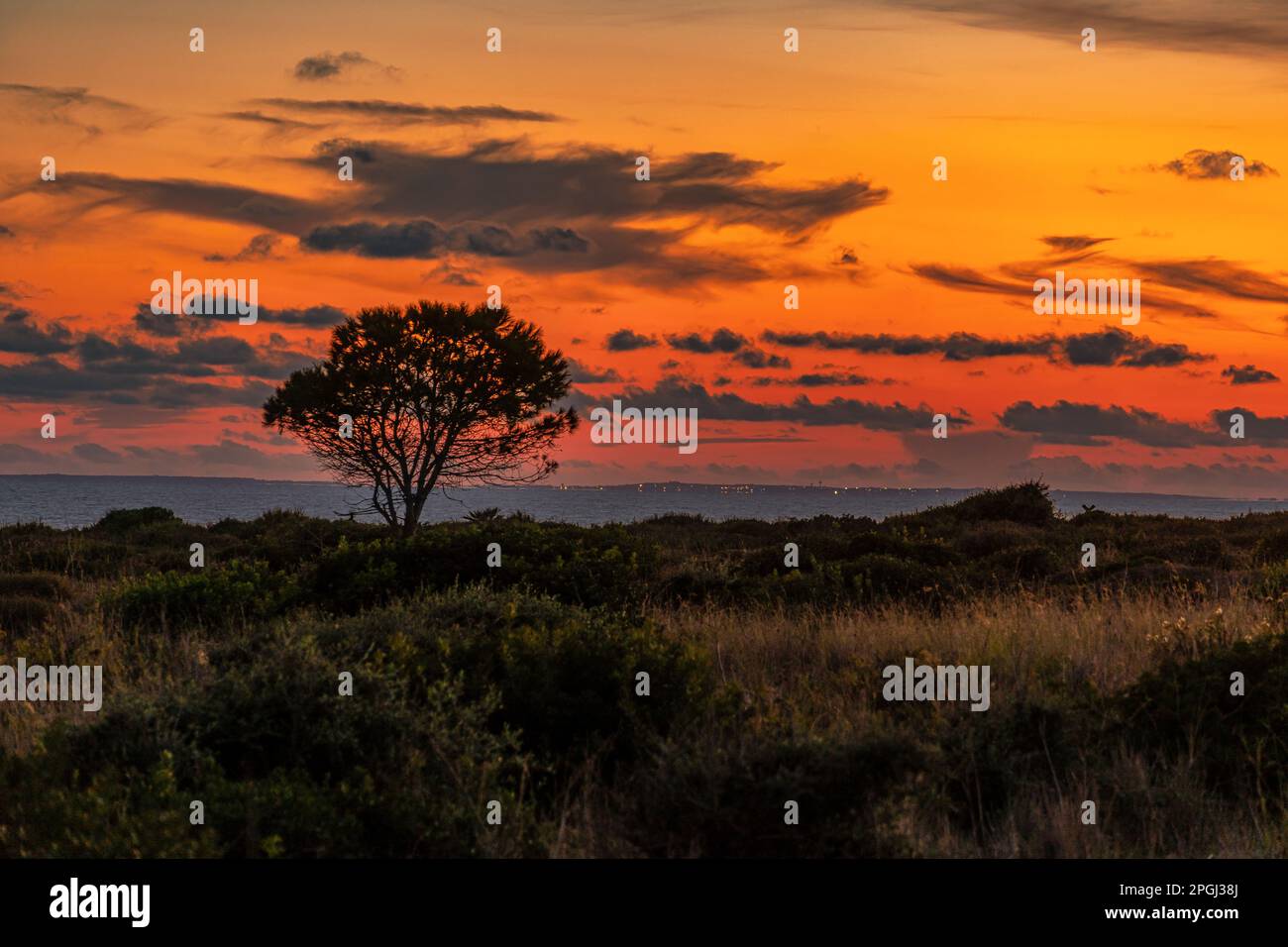 Albero solitario nella retroilluminazione al tramonto con i cespugli di macchia mediterranea. Riserva naturale di Plemmirio, Siracusa, Sicilia, Italia Foto Stock