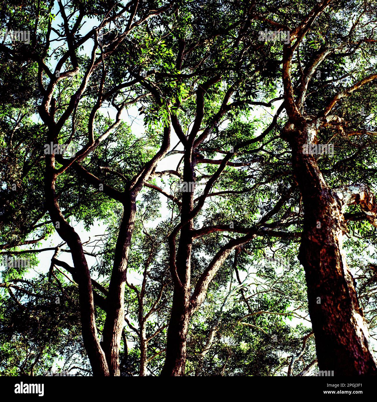 Noosa, Queensland , Australia. Foto Stock