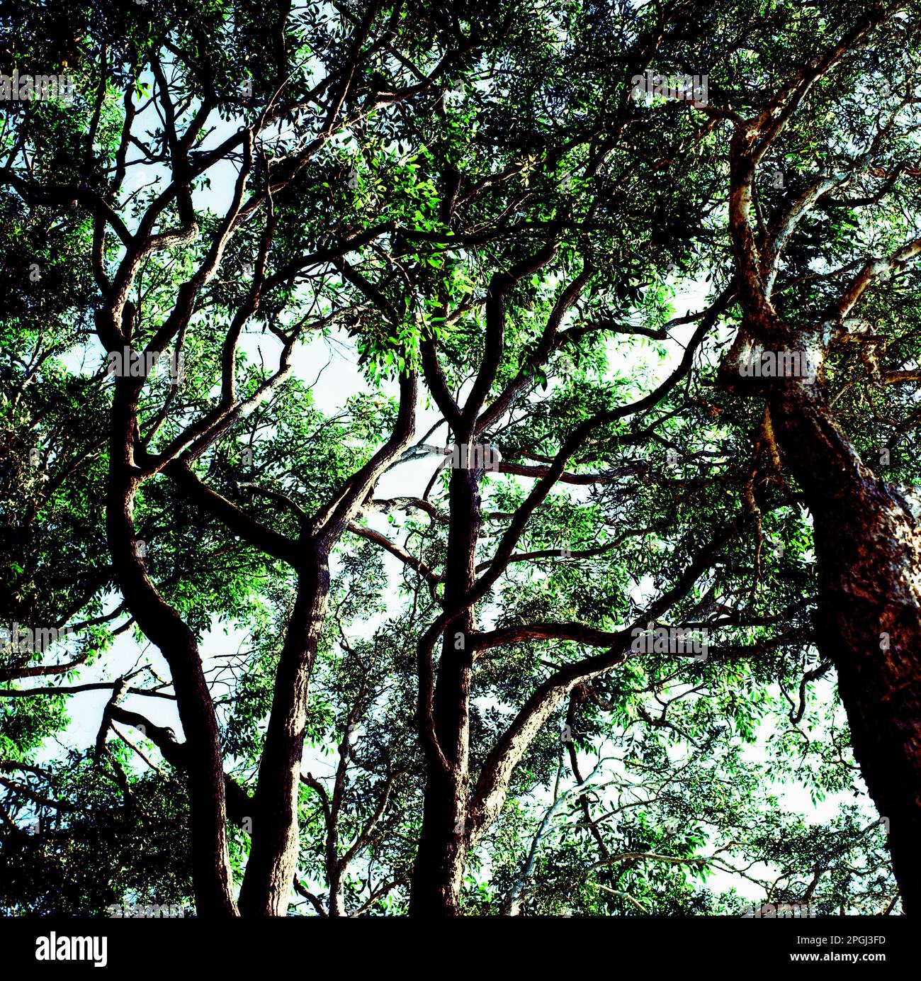 Noosa, Queensland , Australia. Foto Stock