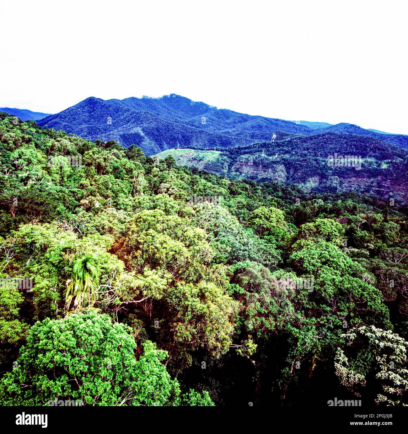 Foresta pluviale tropicale di Daintree, Queensland, Australia. Foto Stock
