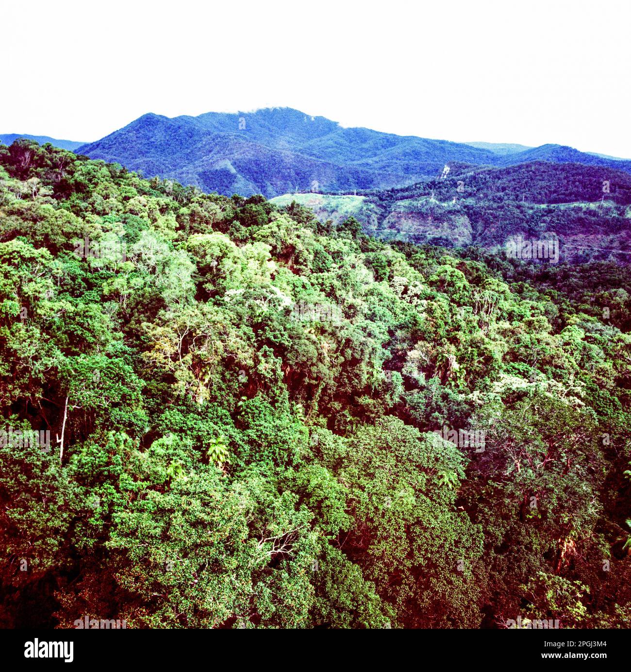 Foresta pluviale tropicale di Daintree, Queensland, Australia. Foto Stock