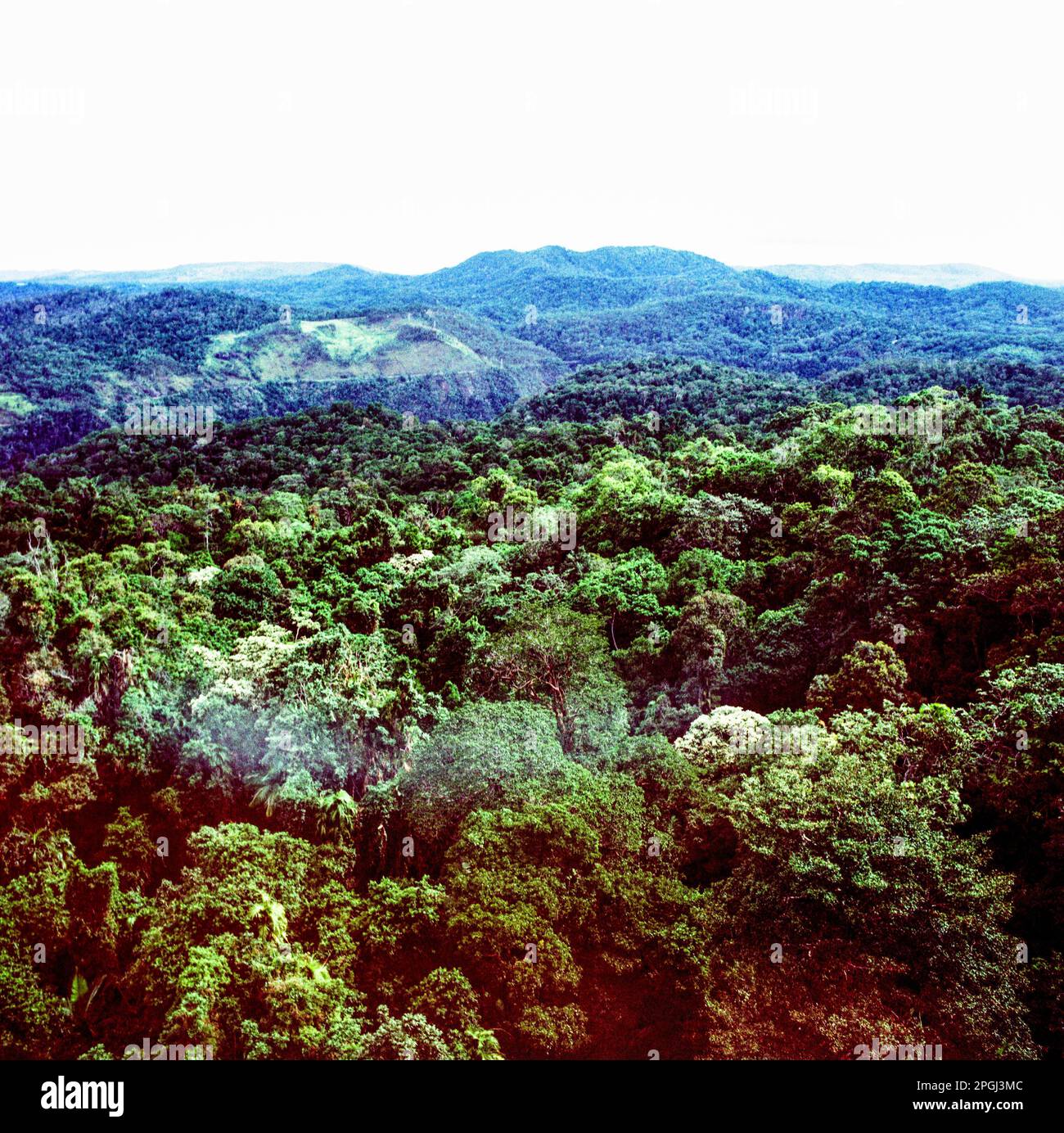 Foresta pluviale tropicale di Daintree, Queensland, Australia. Foto Stock
