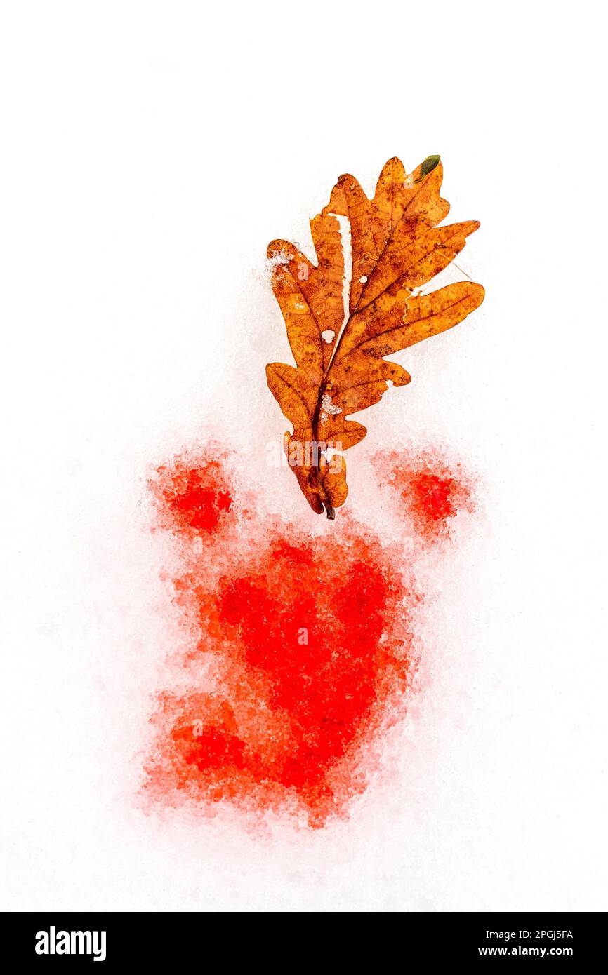 Una rappresentazione artistica creativa di una foglia arancione appoggiata su un'impronta rossa su uno sfondo bianco Foto Stock