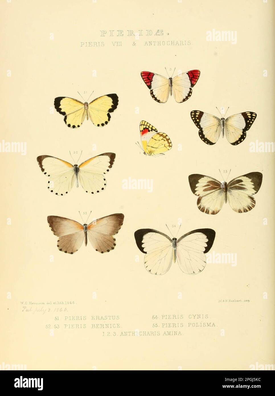 Illustrazioni di nuove specie di farfalle esotiche sarcococca VIII & Anthocharis Foto Stock