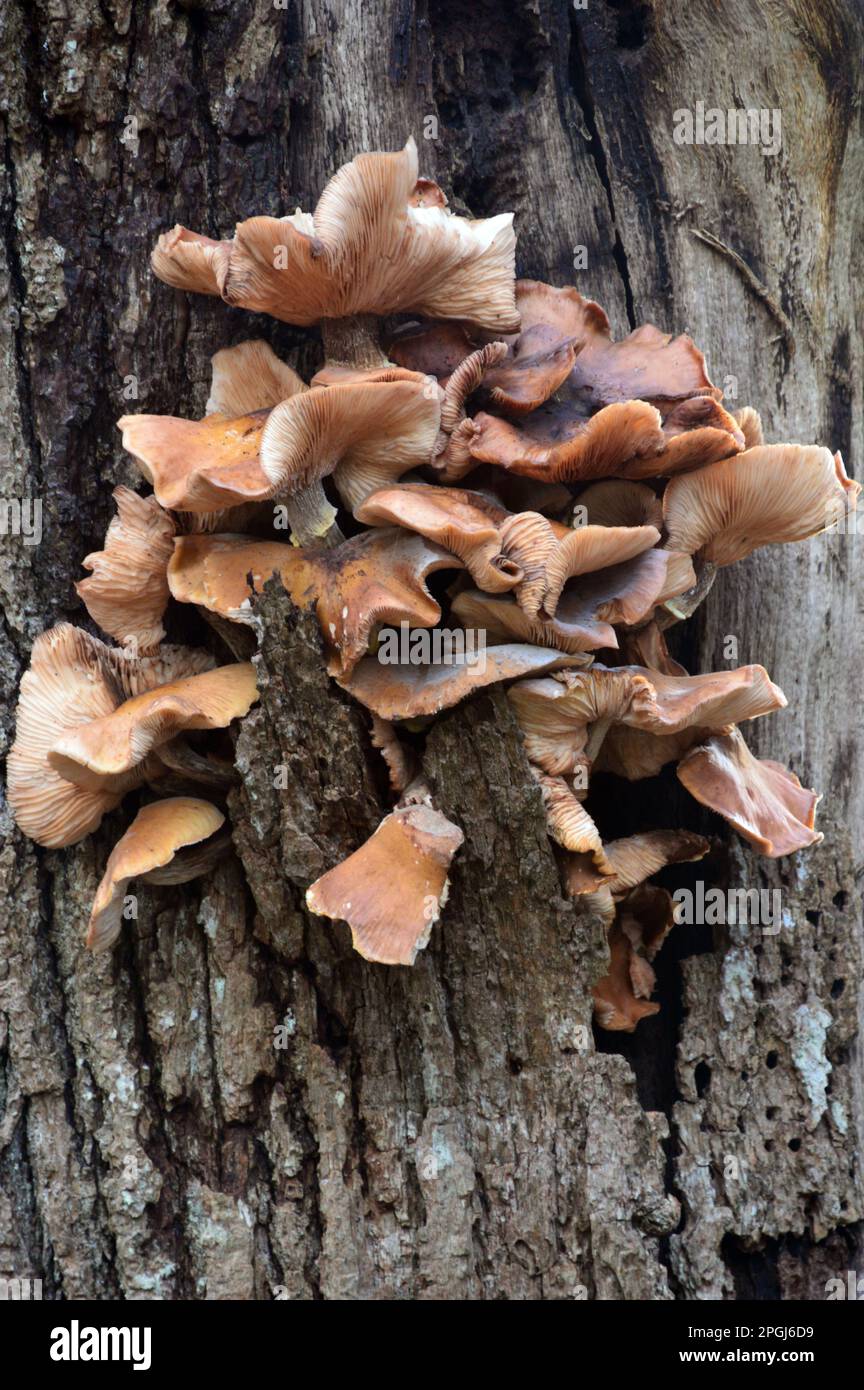 Funghi 'Panellus Stipticus' (Bitter Oyster) che crescono su un albero deciduo morto in legno di Grubbins Cumbria Riserva Naturale di fiducia nei pressi di Arnside. REGNO UNITO. Foto Stock