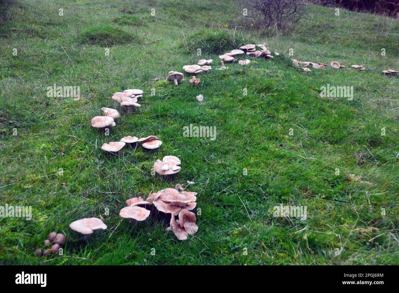 Linea curva di grandi funghi di campo marroni vicino a Red Hills Wood sotto Arnside Knott, Arnside, Cumbria, Inghilterra, Regno Unito. Foto Stock