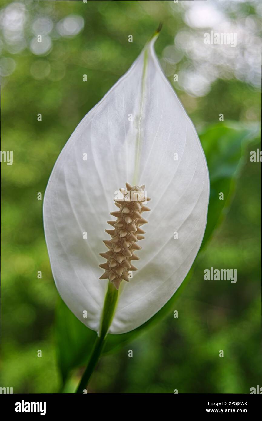 Primo piano petalo di fiore bianco sullo sfondo foglie verdi Spathiphyllum cochlearispathum, Spathiphyllum wallisii . Felicità femminile, giardino domestico, hobby Foto Stock