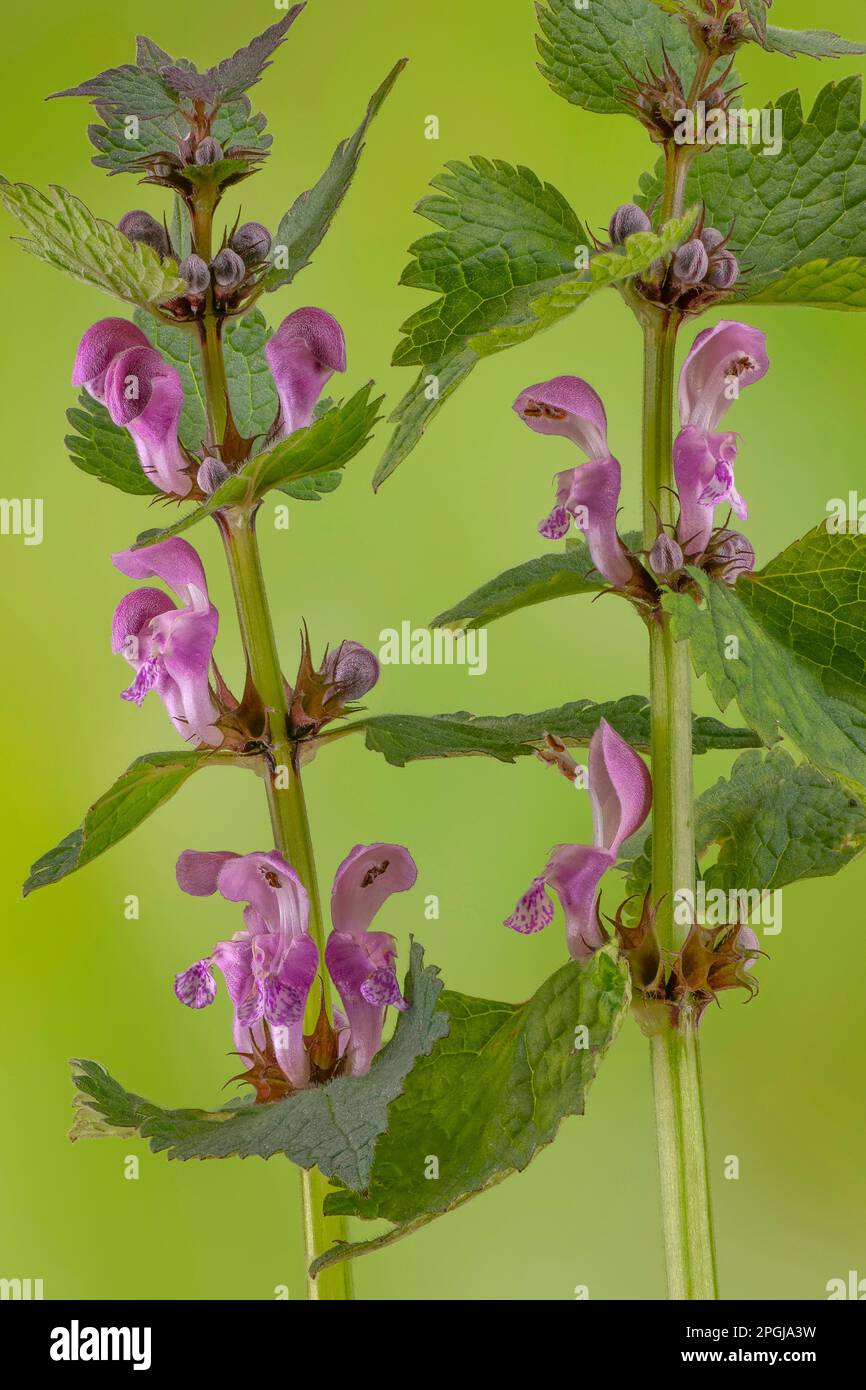 Maculatum (Lamium maculatum), fioritura, Germania, Baviera, Regione Pfaffenwinkel Foto Stock