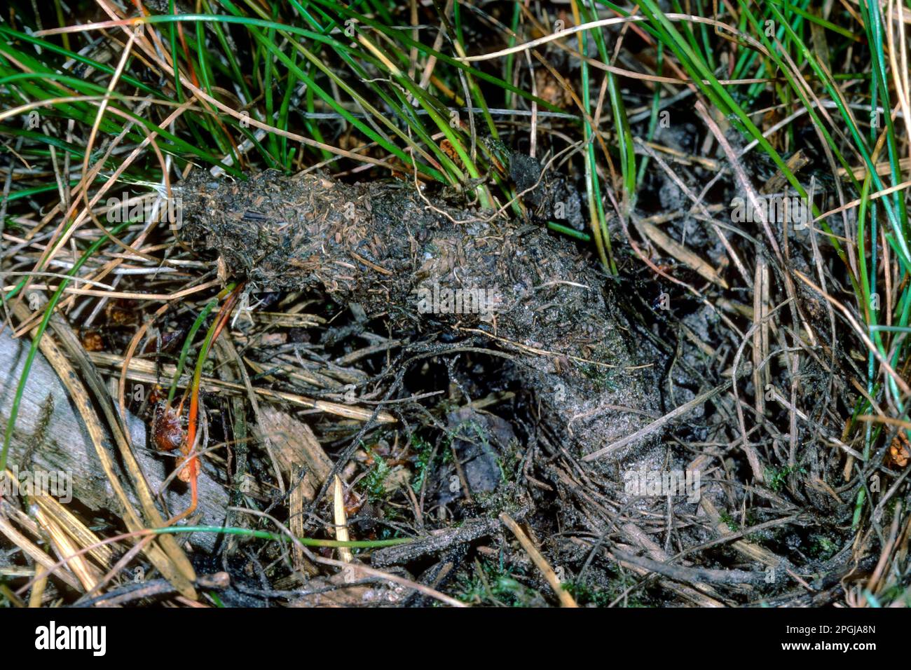 Ragno borsetta-web (Atypus affinis), ben campouflaged tubo di cattura, Germania Foto Stock