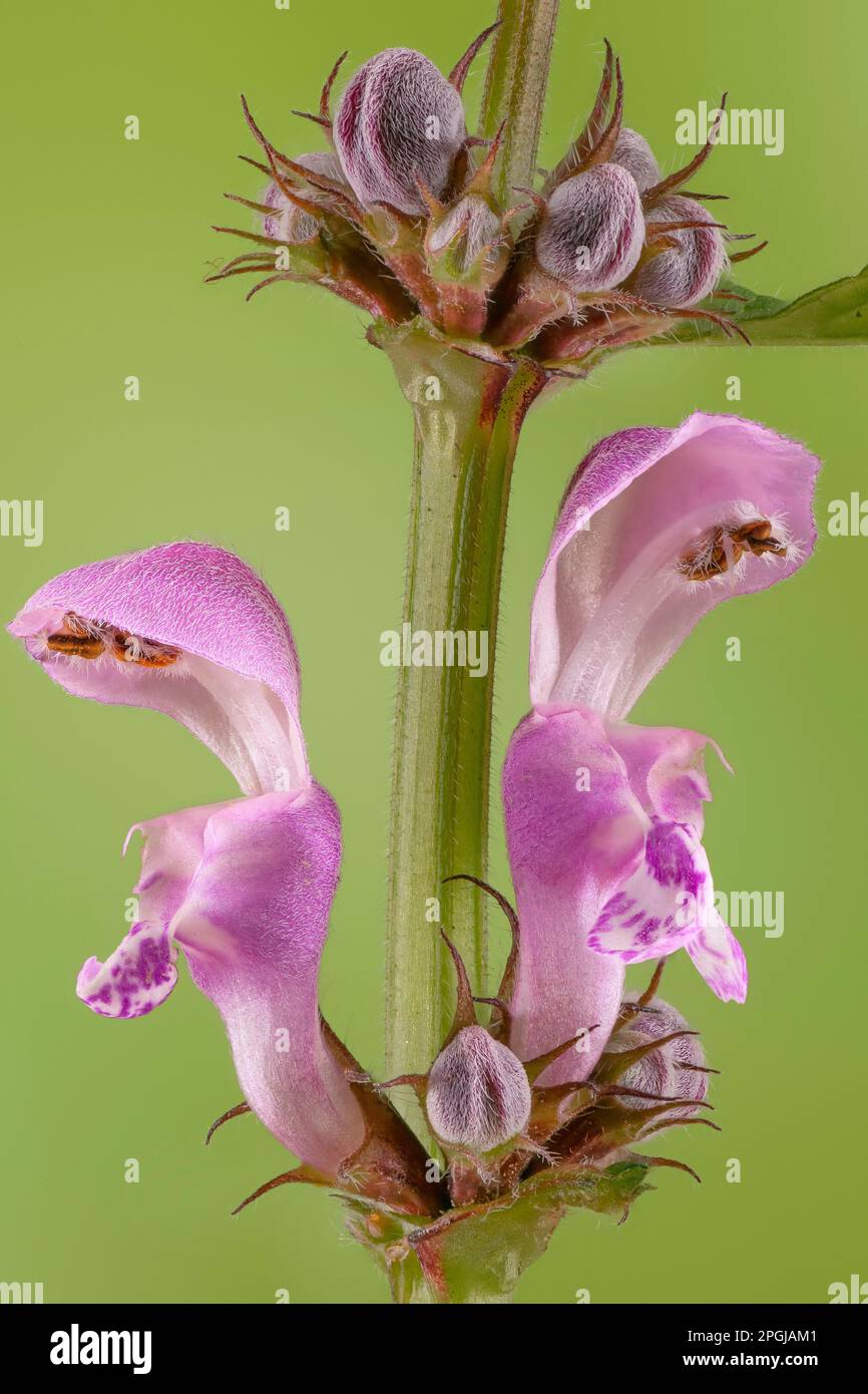 Maculatum (Lamium maculatum), fiori, Germania, Baviera, Regione Pfaffenwinkel Foto Stock