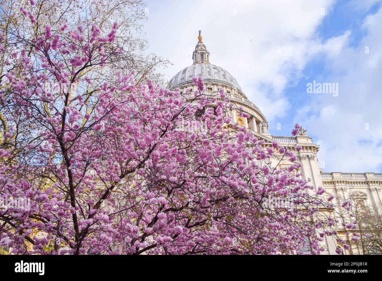 Londra, Regno Unito, 23rd marzo 2023. Albero di ciliegio in fiore accanto alla Cattedrale di San Paolo. Foto Stock