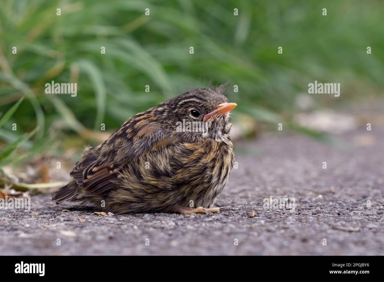Uccello giovane... Dunnock, pulcino non ancora a volo ha lasciato nido, si siede apparentemente solitario e abbandonato sulla strada. Foto Stock