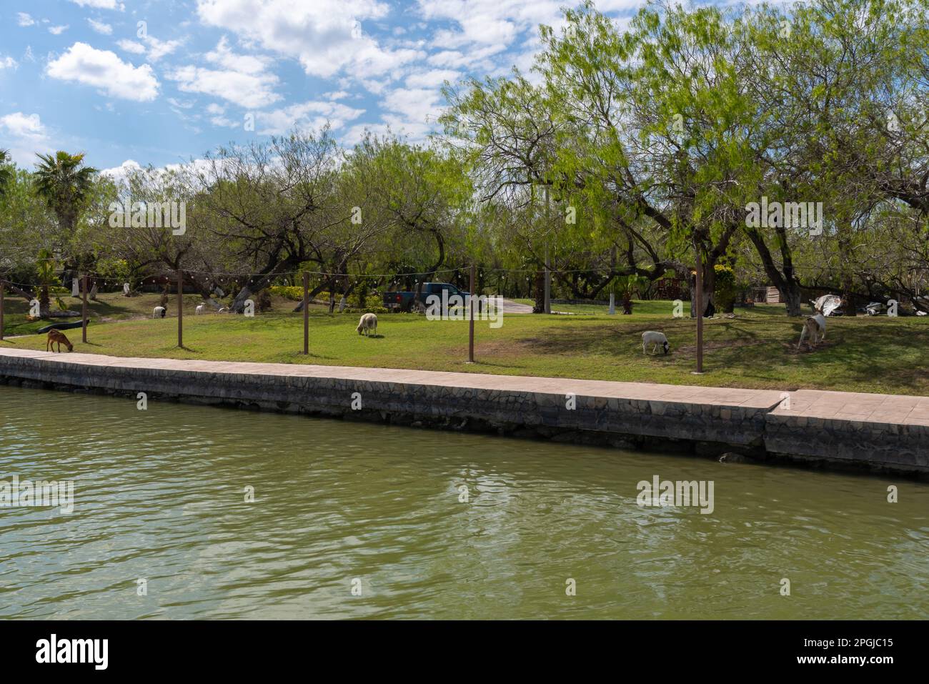 Pecore che tagliano il prato lungo il Rio Grande River in Messico, condividendo il confine con Mission, Texas negli Stati Uniti. Foto Stock