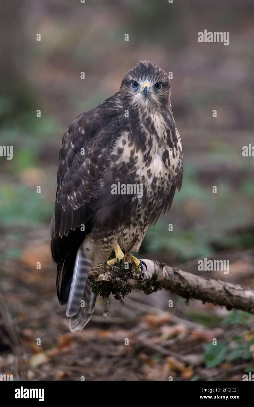 inesperto... Buzzard, quest'anno volato giovane uccello su un ramo nella foresta Foto Stock
