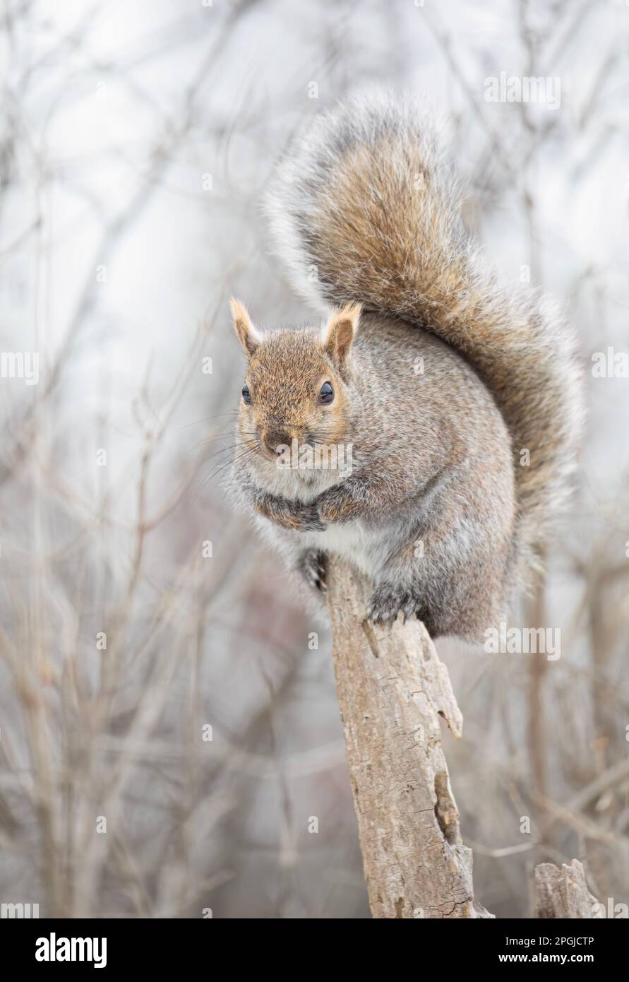 Scoiattolo grigio in posa su un ramo d'albero in inverno vicino al fiume Ottawa in Canada Foto Stock