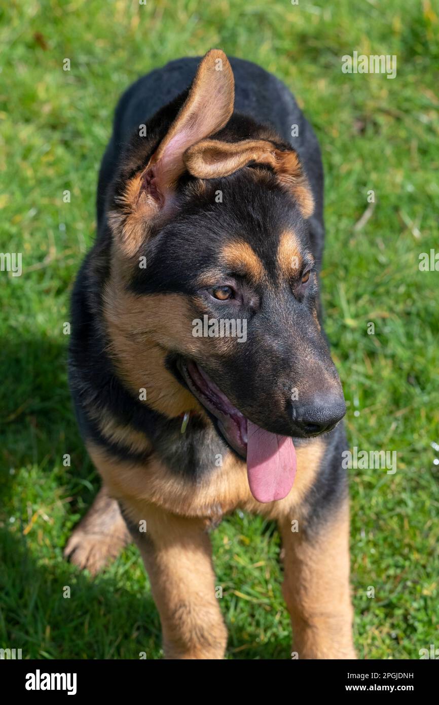 Primo piano di un bel cucciolo di pastore tedesco con morbidi orecchi a forma di floppy all'aperto sotto il sole Foto Stock