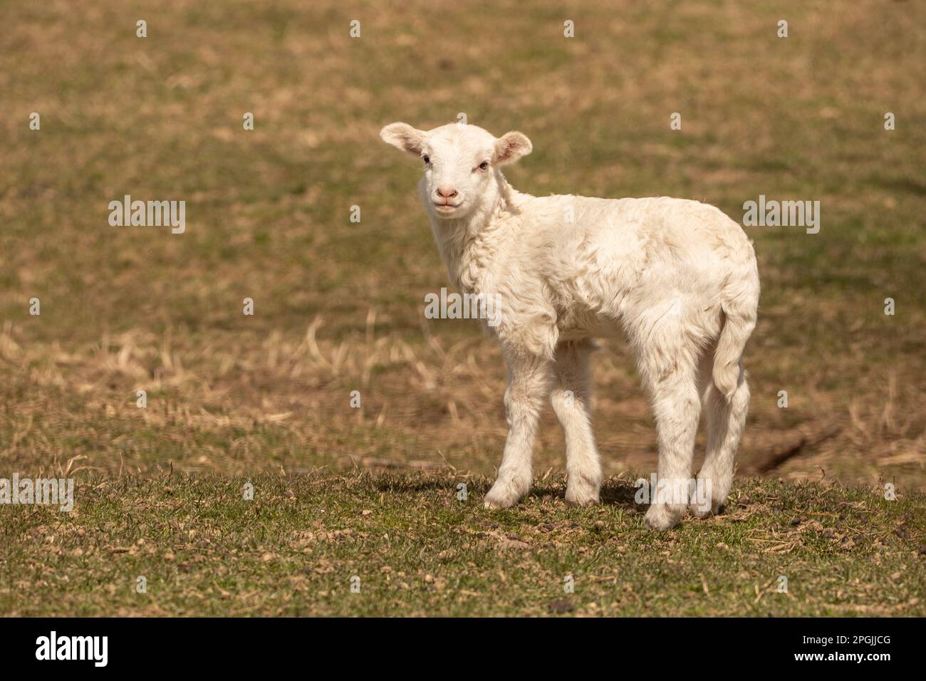 Agnello in pascolo la mattina di primavera in fattoria nella contea di Lancaster, Pennsylvania Foto Stock