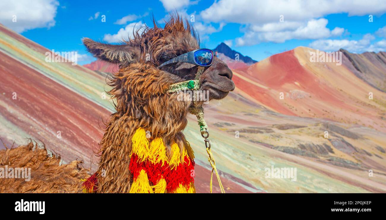 Divertente alpaca, lama pacos, vicino al monte Vinicunca, famosa destinazione ad Ande, Perù Foto Stock