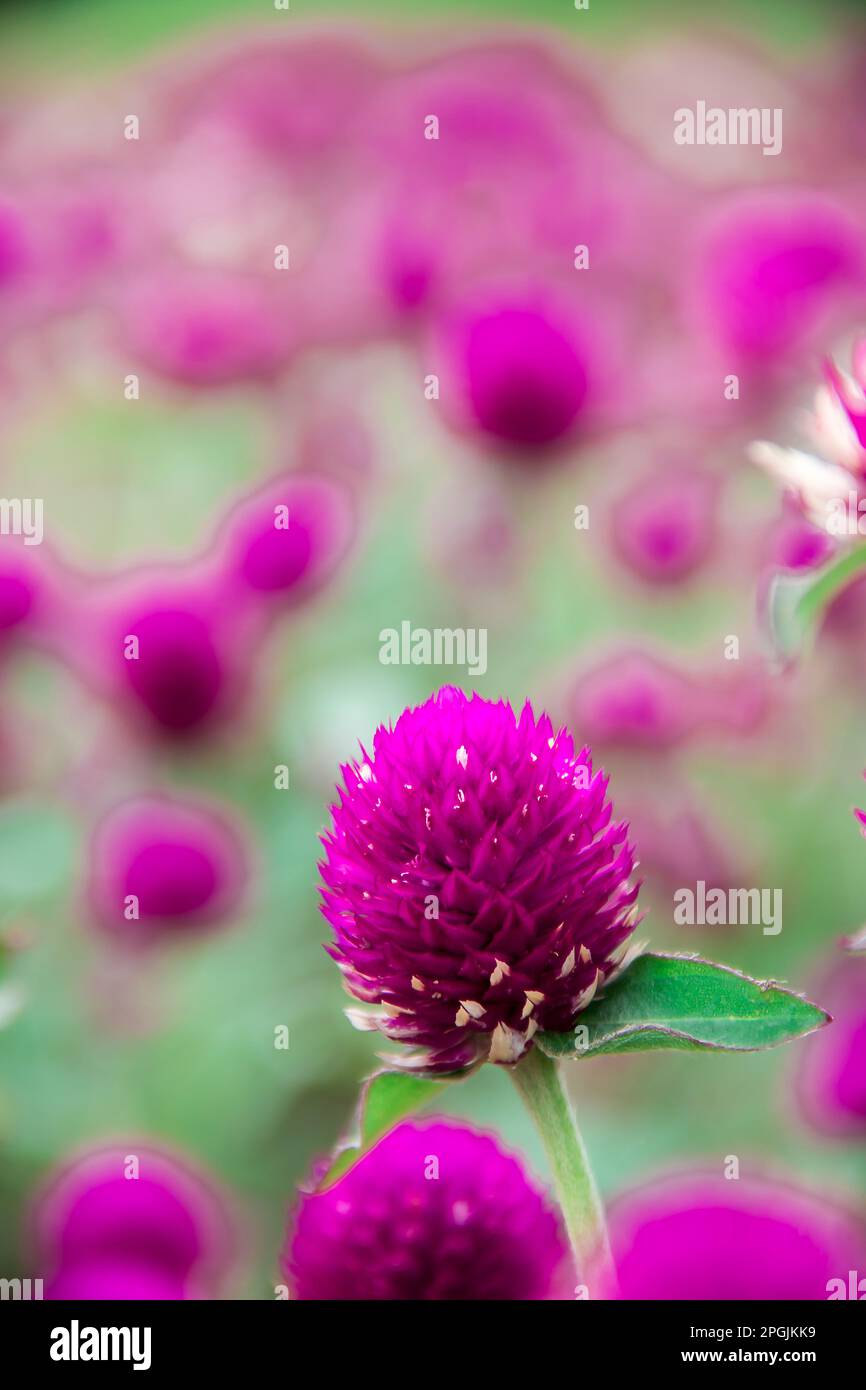 Globo amaranto, viola, bello in natura è un fiore che è facilmente cresciuto Foto Stock