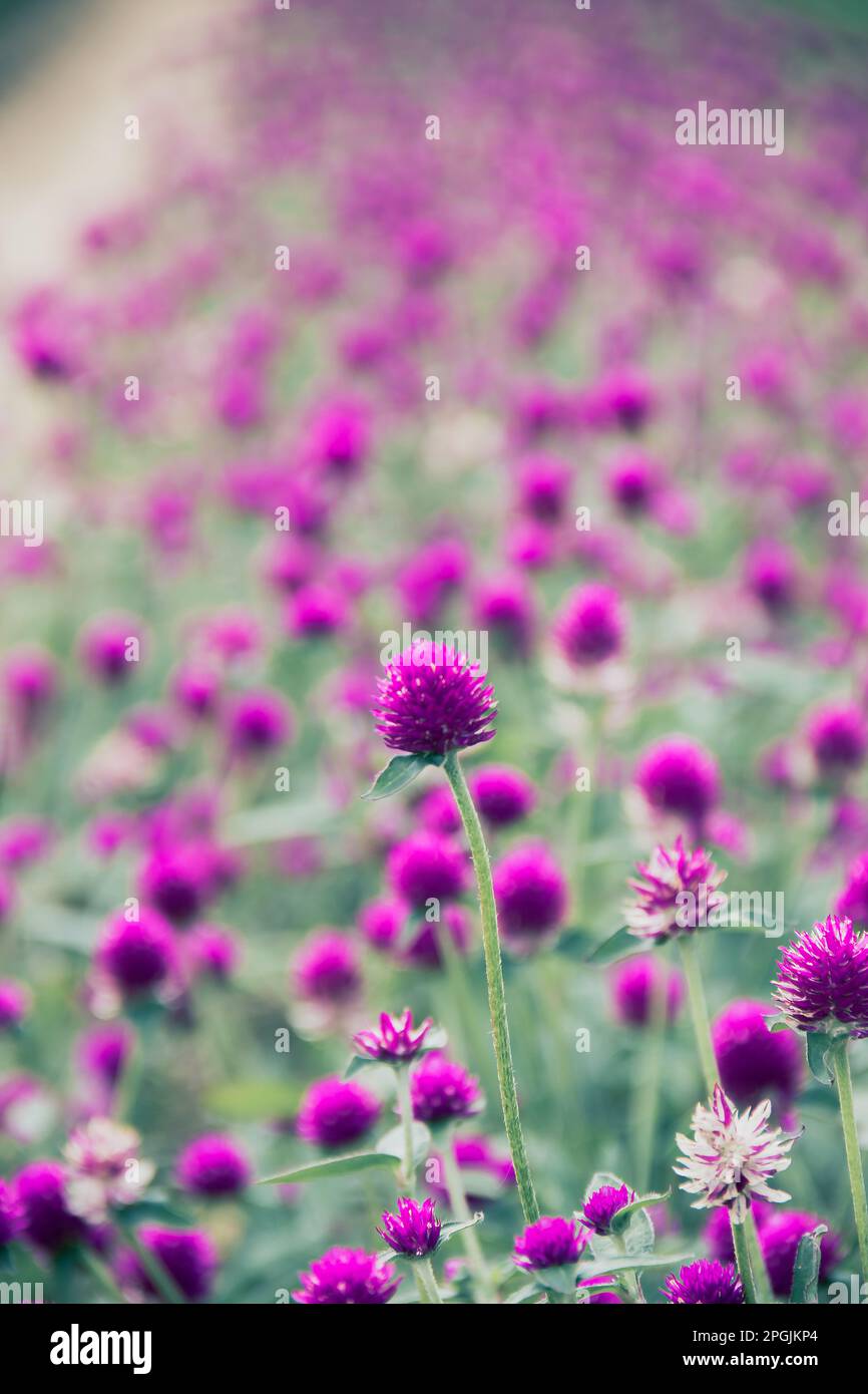 Globo amaranto, viola, bello in natura è un fiore che è facilmente cresciuto Foto Stock