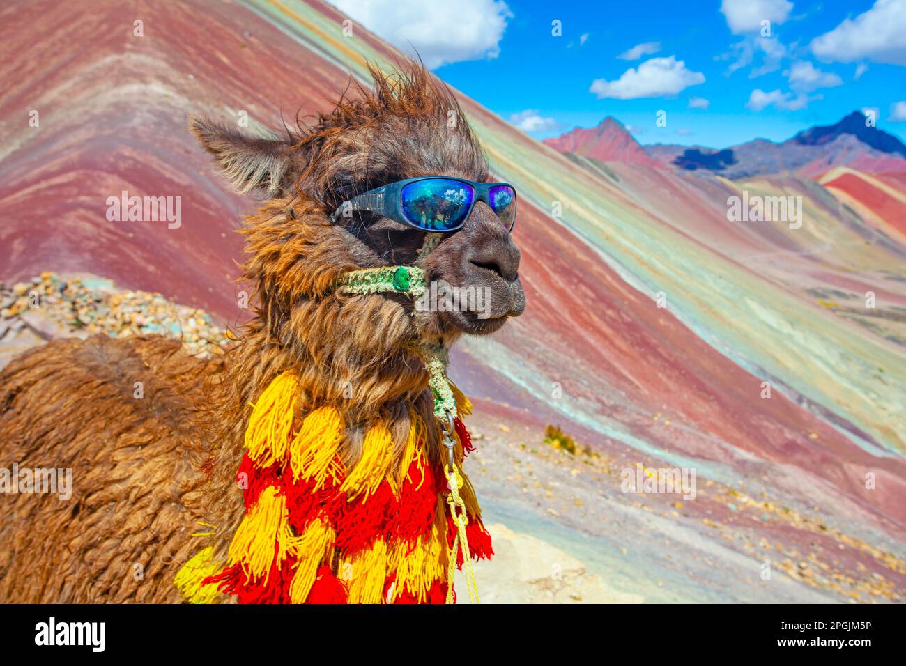 Divertente alpaca, lama pacos, vicino al monte Vinicunca, famosa destinazione ad Ande, Perù Foto Stock