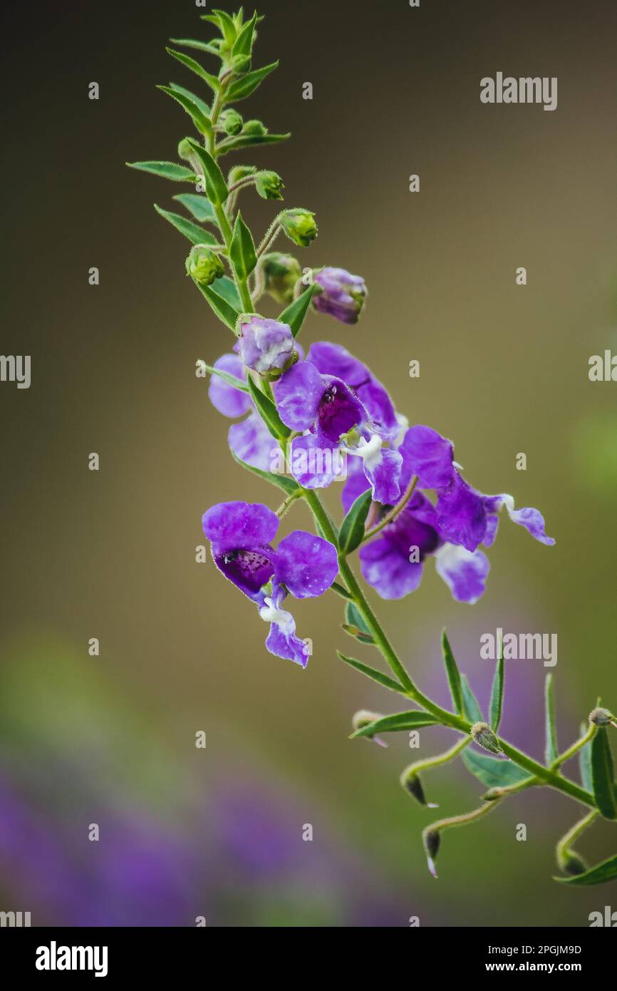 Il piccolo fiore della tartaruga è un fiore bello. Disponibile in viola e bianco Foto Stock