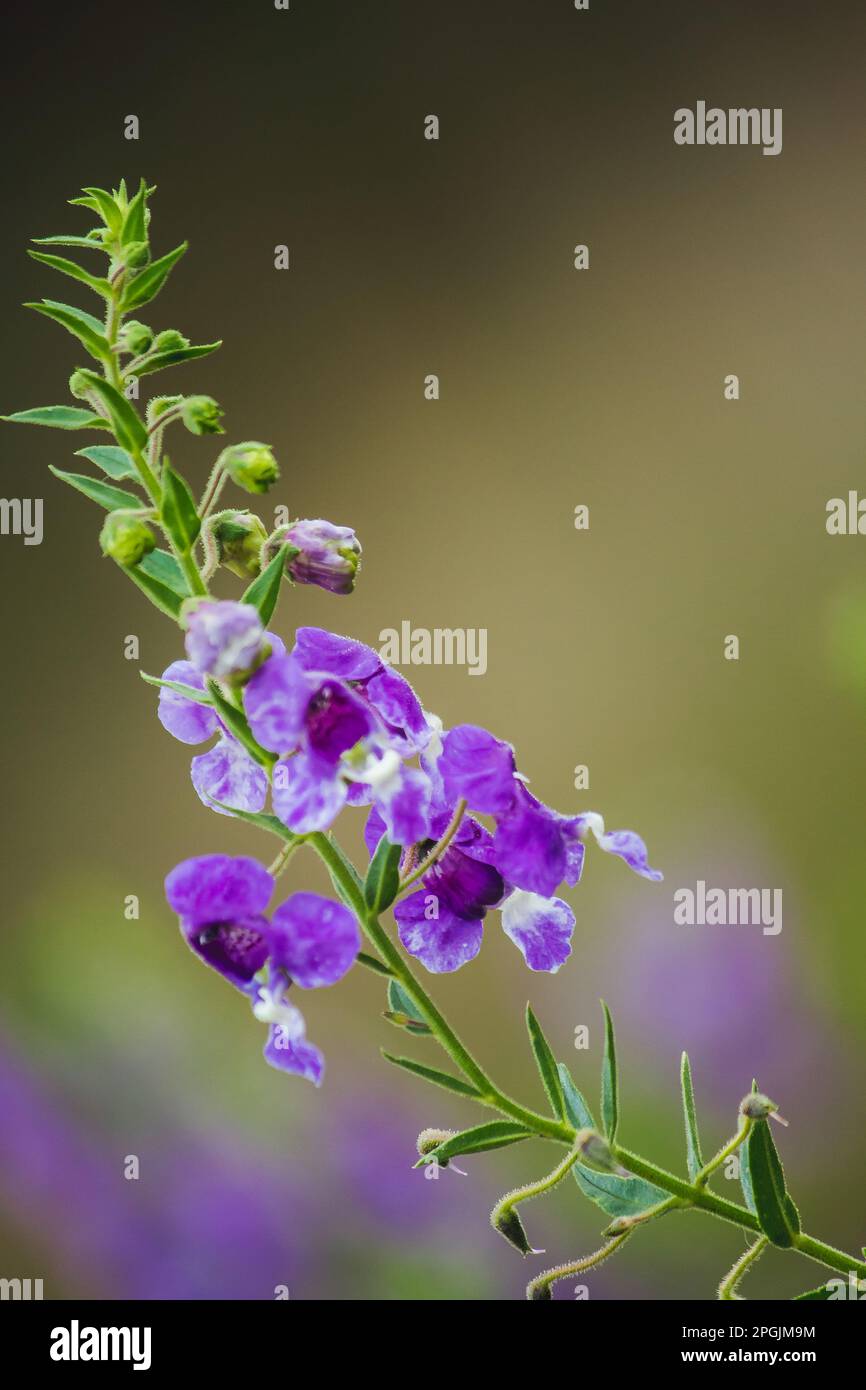 Il piccolo fiore della tartaruga è un fiore bello. Disponibile in viola e bianco Foto Stock