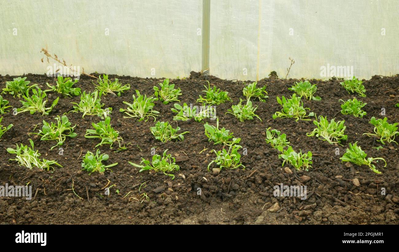 Piantine spinaci Spinacia oleracea giovane piantagione bio dettaglio serra foglio campo radice suolo raccolto fattoria agricoltura giardino coltivazione Europa ortaggi freschi Foto Stock