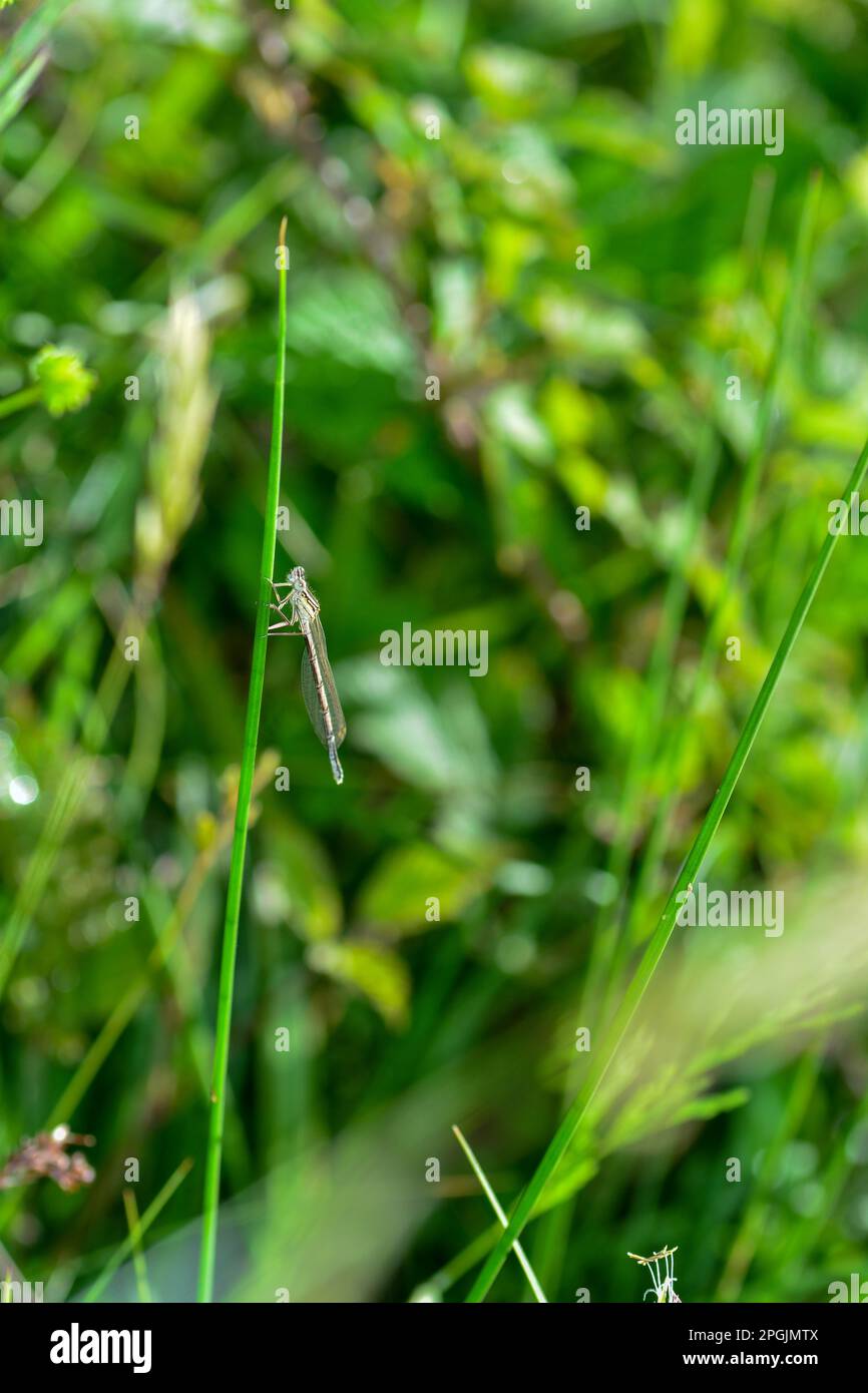 Dragonfly piume comune ( pennipes Platycnemis ) femmina, su un filo d'erba Foto Stock