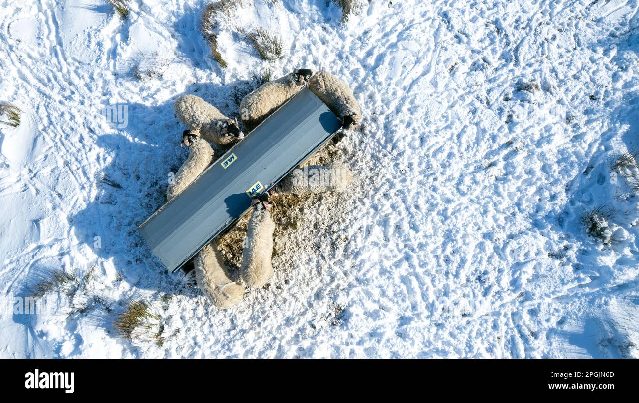 Pecore intorno ad una rastrelliera di fieno durante una tempesta di neve, prelevata direttamente dall'alto. North Yorkshire, Regno Unito. Foto Stock