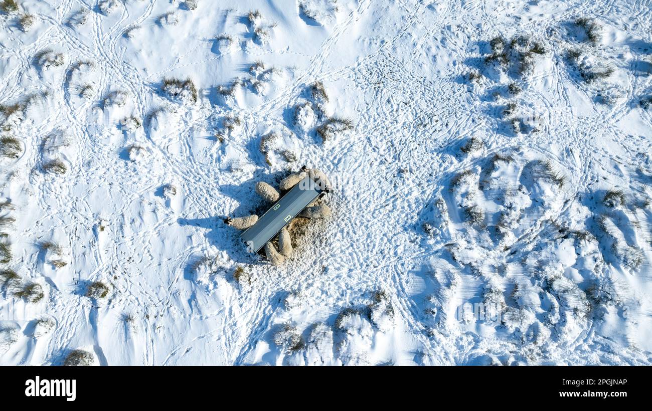 Pecore intorno ad una rastrelliera di fieno durante una tempesta di neve, prelevata direttamente dall'alto. North Yorkshire, Regno Unito. Foto Stock