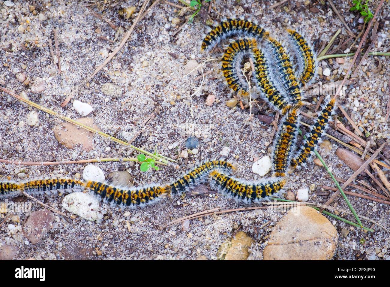 Peste di bruco tossica processionaria (Thaumetopoea pityocampa) Foto Stock