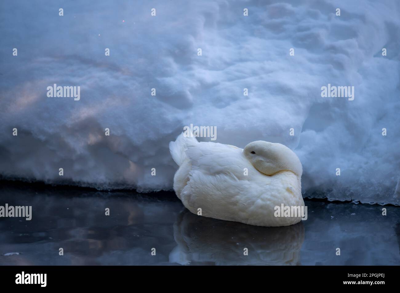 Anatra bianca in acqua. Pekin americano a riposo in inverno. Il Pekin o Pekin bianco. Ambiente tranquillo. Foto Stock