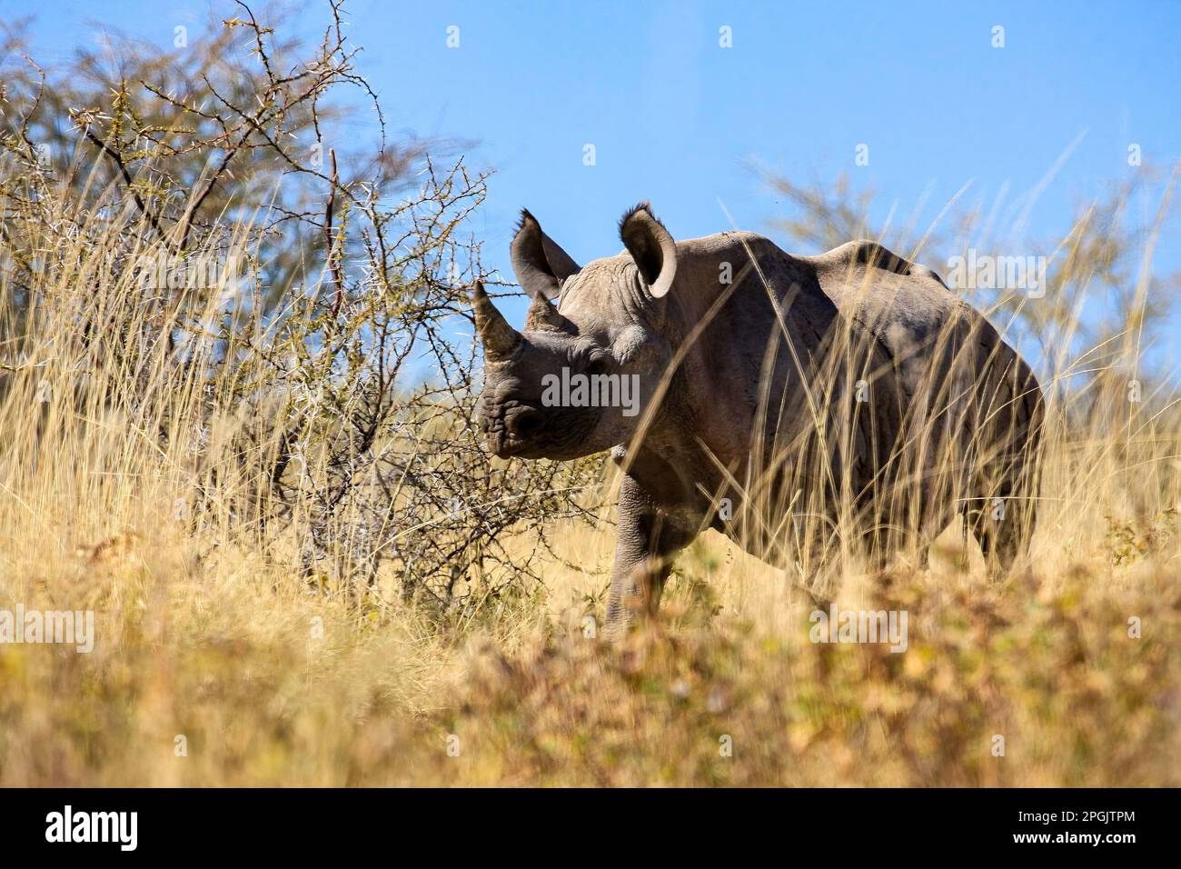 Un Rhino nella Savannah della Namibia Foto Stock